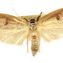 Image of <i>Pilostibes stigmatias</i>