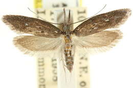 Image of Heterochyta xenomorpha Meyrick 1906