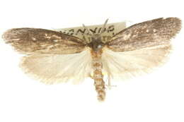 Image of <i>Heterochyta aprepta</i>