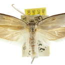 Image of Perixestis eucephala Turner 1902