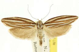 Image of Catoryctis eugramma Meyrick 1890