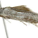 Image of Araeostoma