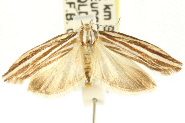 Image of Catoryctis eugramma Meyrick 1890