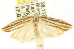 Image of Catoryctis eugramma Meyrick 1890