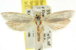 Image of <i>Xylorycta philonympha</i>