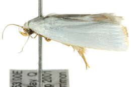 Image of Xylorycta luteotactella Walker 1864