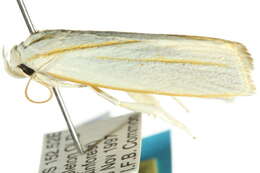 Image of Cryptophasa flavolineata Walker 1864