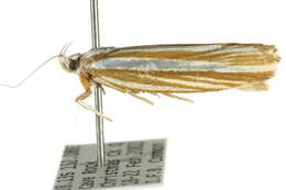 Image of Catoryctis eugramma Meyrick 1890