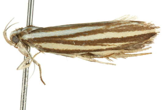 Image of Catoryctis eugramma Meyrick 1890