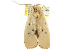 Image of Cryptophasa balteata Walker 1866