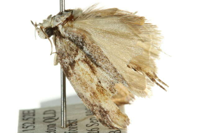 Image of <i>Lichenaula phloeochroa</i>