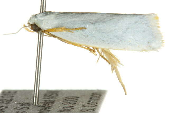 Image of Xylorycta luteotactella Walker 1864