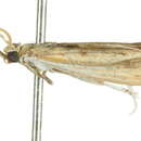 Image of Ancylosis rufifasciella Hampson 1901