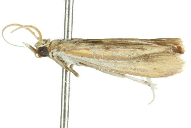 Ancylosis rufifasciella Hampson 1901 resmi