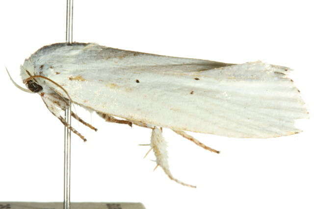 Image of Cryptophasa byssinopis Turner 1902