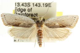 Image of Crypsicharis enthetica Meyrick 1922