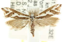 Image of Orthiastis hyperocha Meyrick 1884