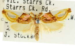 Image of Habroscopa iriodes Meyrick 1884