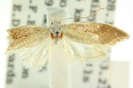 Image of Lepidotarsa alphitella Meyrick 1883