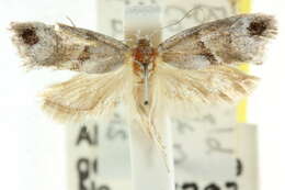 Image of <i>Lepidotarsa maculopa</i>