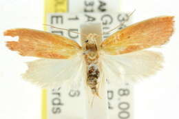 صورة <i>Eochrois anthophora</i>