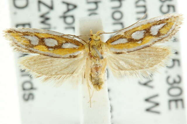 صورة <i>Eochrois argyraspis</i>