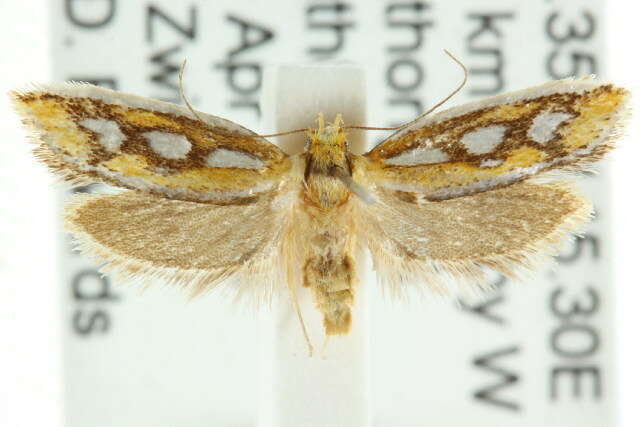 صورة <i>Eochrois argyraspis</i>