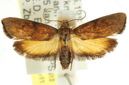 صورة <i>Eochrois chrysias</i>