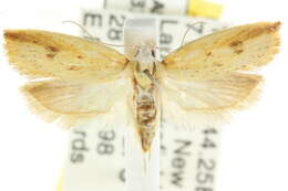 Image of <i>Eochrois hebes</i>