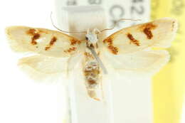 صورة Eochrois acutella Walker 1864