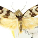 Image of <i>Cosmaresta eugramma</i>