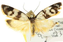 Image of <i>Cosmaresta eugramma</i>