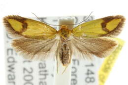 Image of <i>Plectobela zanclotoma</i>