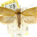 Image of <i>Endeolena aurinatella</i>