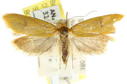 Image of <i>Endeolena aurinatella</i>