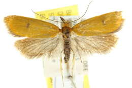 Image of <i>Endeolena aurinatella</i>