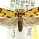 Image of <i>Heteroteucha rhoecosema</i>