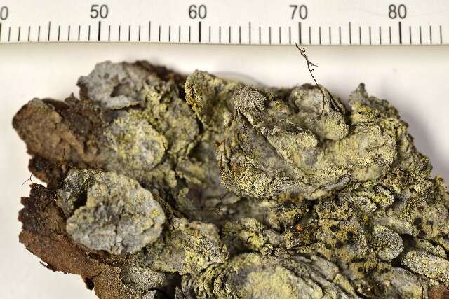 Image of soot lichen