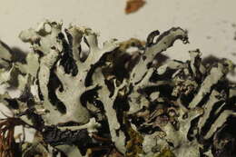 Image of tube lichen