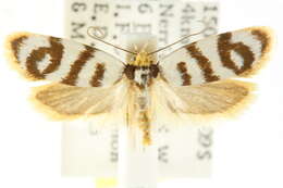 Image of <i>Linosticha cyclophragma</i>