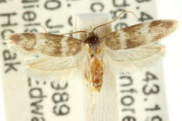 Image of <i>Limothnes plicilinea</i>