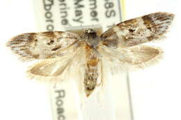 Image of <i>Limothnes plicilinea</i>