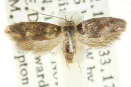 Image of Psaltriodes