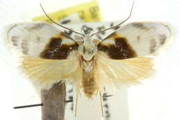 Image de Callimima lophoptera Lower 1894