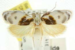 Image of Callimima lophoptera Lower 1894