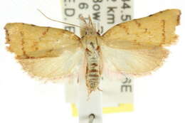 Image of Tortricopsis crocopepla Turner 1946