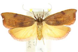 Image of Tortricopsis uncinella Zeller 1854