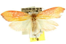 Image of Wingia hesperidella Meyrick 1883