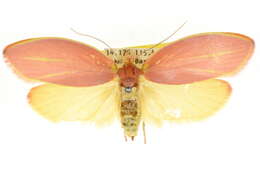 Image of Wingia lambertella Wing 1849