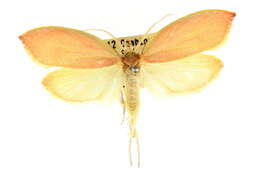 Image of Wingia rectiorella Walker 1864